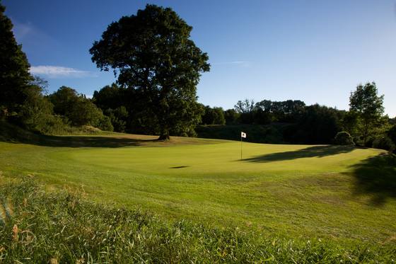 A green at Hexham Golf Club beneath a large oak tree